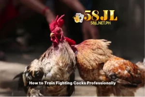 Train Fighting Cocks at 58jl